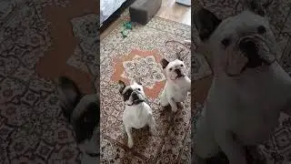 Развлекаемся с бульдожками и тоем. #funnydogs #russkijtoy #bulldog #собака #puppy #frenchbulldog