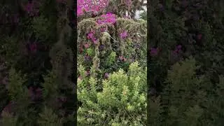 Израильские попугаи. 