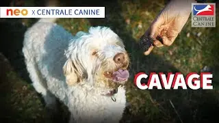 LE CAVAGE - Neo x Centrale Canine