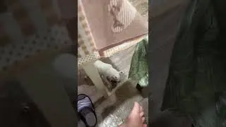 На завтрак солнце ☀️ и любовь 🩷 #венчикптенчик