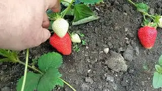 Клубника Альба!