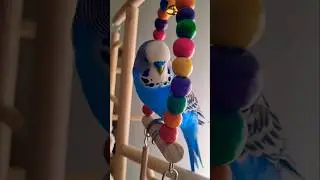 @TalkingParrot Kesha @ParrotKesha-ts4e 