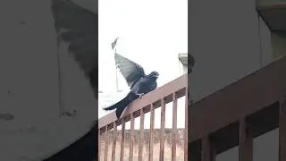ye konsi bird hai.. iska name betao.. 
