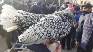 TOVUQ BOZORI RMK SVETLI BRAMA SIBRAY PALVOY BRAMA QORA SHAXZODA NARXLARI BILAN TANSHING