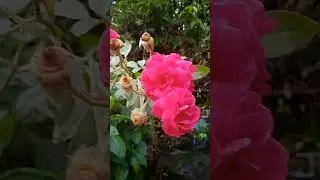 Rose flower my gardens