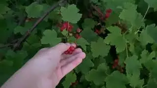 Туманность во дворе! 👍👀