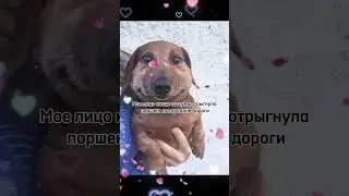 это жиза 