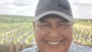 Beli bibit sawit PPKS di puslit SEMBAWA