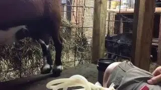 Milking Nigerian Dwarfs with DIY Magic Milker