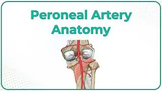 Peroneal Artery Anatomy: Origin, Course, Branches | USMLE Review