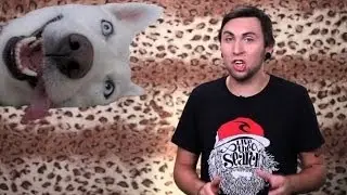 +100500 - Собака-умирака