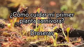 ¿Cómo cuidar mi primer planta carnívora? - Drosera Capensis