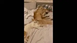 Боньк