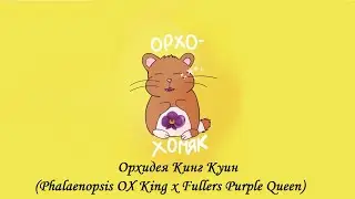 Домашнее цветение орхидеи Кинг Куин (Phalaenopsis OX King x Fullers Purple Queen