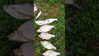 наш 