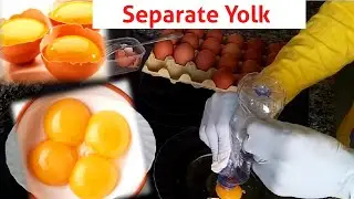 Simple Way To Separate Egg Yolks / How to separate yolk from an egg
