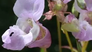 Bach Flower Remedies - Impatiens