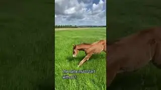 Wanted: a male foal name with C! #shorts