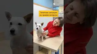 А ваша собака носит намордник?