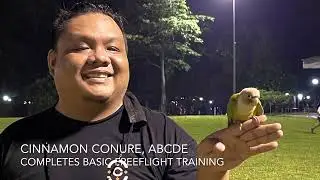 WOPC Member’s Cinnamon Conure Completes Basic Freeflight Training