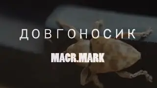 Довгоносик. macr.mark