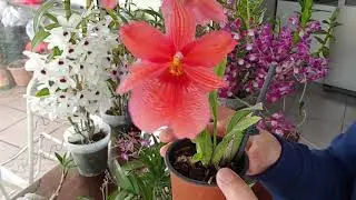 DENDROBIUM KINGIANUM(ACTUALIZACION)