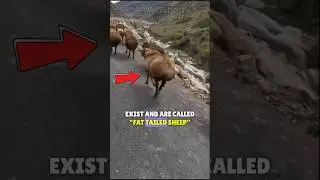 Did You Know The SHEEP With HUGE Buttocks? 🐑✨
