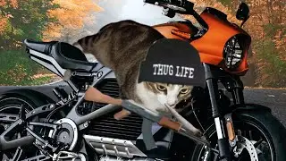 Бандиты на нас напали!!!!!