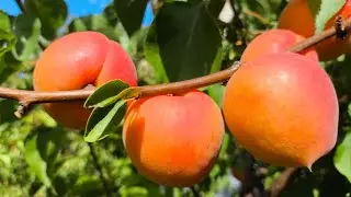 Абрикос Фарбела. Apricot Farbela. Чудовий, дуже пізній сорт з відмінним смаком!