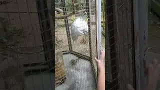Cacatua Speaking Bird