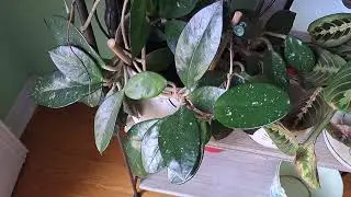 Why I think my Hoya bloomed