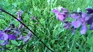Цветы в лесу ! 🌲🌼🌼🌼🌲🌲🌲🌲
