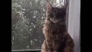 Лика и дождик