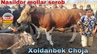 Shaxrixon Xoldanbek Choja Mol Bozori 2023 / 7-mart