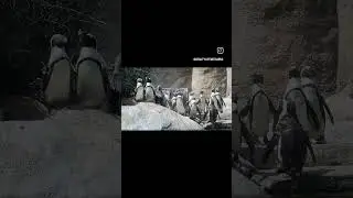 Pinguence