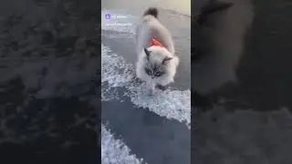 Кот примёрз ко льду