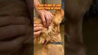 3 Red Flags Of Ear Infection In Dogs 🐶‼️ 