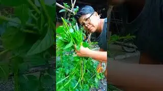 SEMPLING LUTO SA ALOGBATI /BISAYA RECEIPE