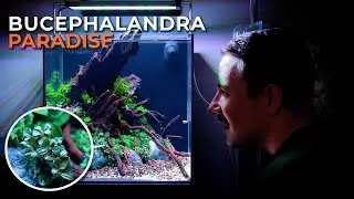 ANUBIAS & BUCEPHALANDRA PLANTED TANK | Planting Tutorial