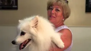 Can Laser Therapy reduce pain symptoms on 1st visit?  Julie Pate's dog, 14 yr old Lilly