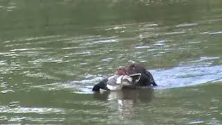 Elam Water Retrieve