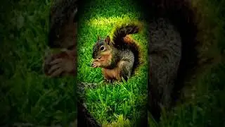 squirrel nuts!