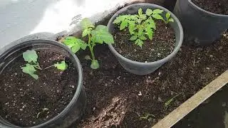 Winter Greenhouse (Pt. 3) Northern Climate Newfoundland Canada