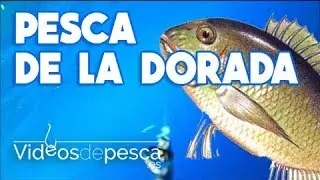 VIDEOS DE PESCA: Pesca de la Dorada 2018