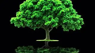 Tree iDistort Nuke