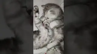 Трудности пробуждения.Cute kittens.