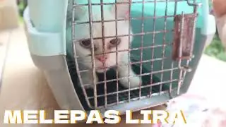 KUCING EXOTIC FLATNOSE LIRA DIADOPSI CRAZY RICH IMOGIRI DEMI MAKAN BERGIZI GRATIS + BPJS TINGKAT 1