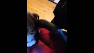 Puppy plays with old bulldog