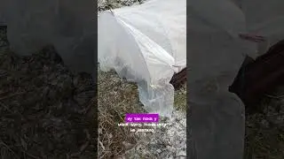 Консервация питомника на зиму. Кустики-травинки Дубна.