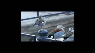 "Patos de collar en RECS".  #birds #avesdeargentina #shorts